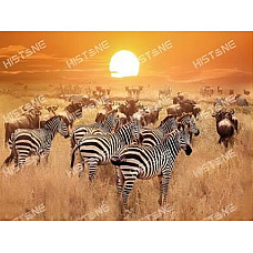Diamond mosaic Zebre (50*65)..