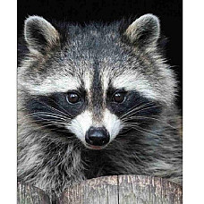 Набор для рисования по номерам Крыс..