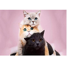 Алмазная мозаика Кошки (20*30)..