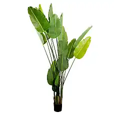 Arborele Strelitzia 250 cm..