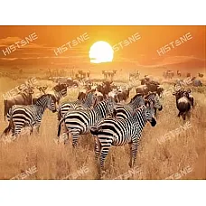 Diamond mosaic Zebre (50*65)..