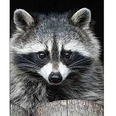 Набор для рисования по номерам Крыс..