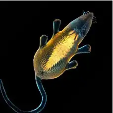 Jucarie fluorescenta..