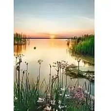 Diamond mosaic Natura (50*65)..