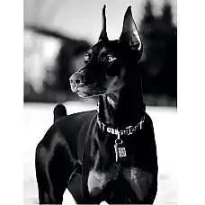 Diamond mosaic Caine (40*50)..