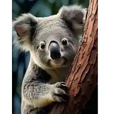 Diamond mosaic Koala (30*40)..