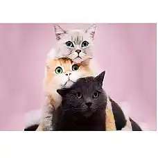 Diamond mosaic Pisici (20*30)..