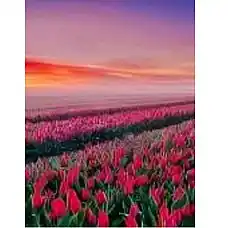 Diamond mosaic Lalele (30*40)..