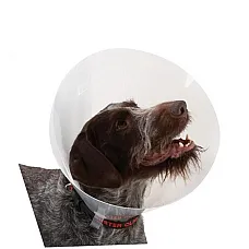 Guler veterinar 30..