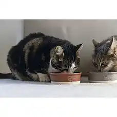 DBL керамическая миска JOA Cat..
