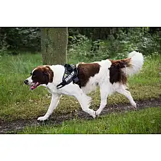 BEEZTEES  Ham K9 IDC Powerharness S..