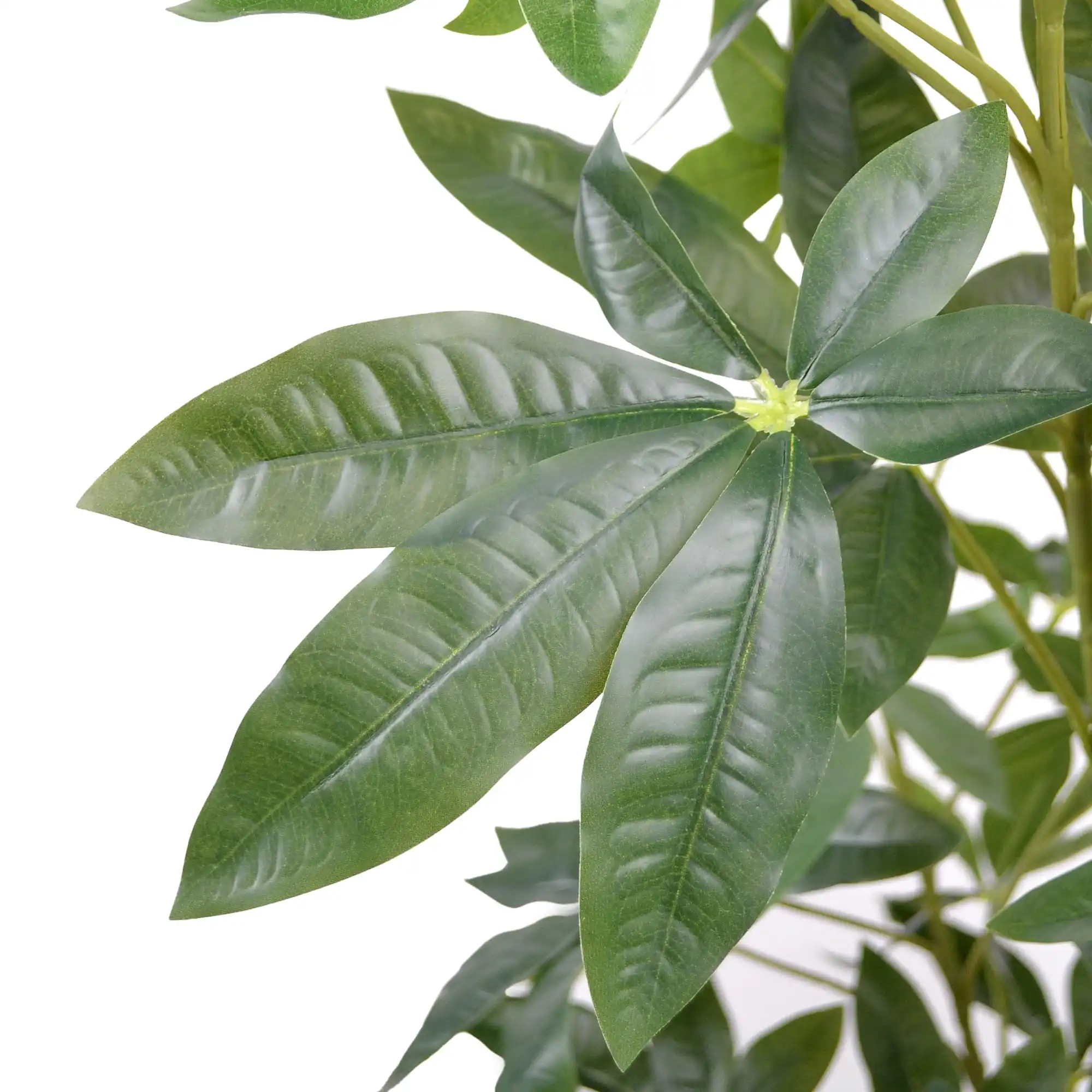 Arbore Pachira Glabra