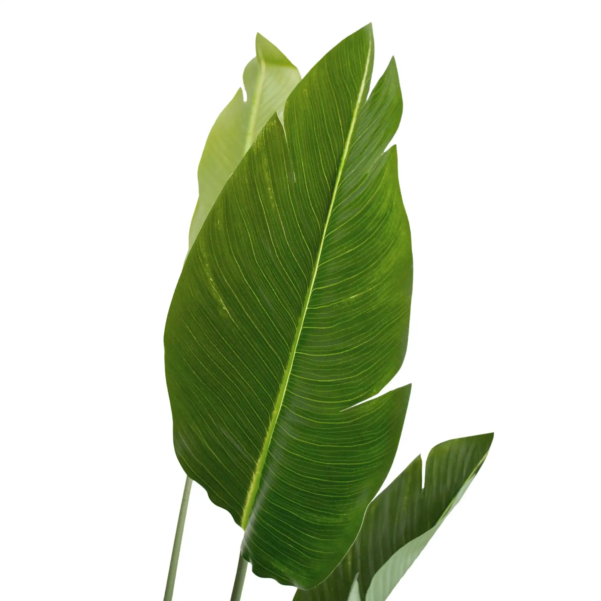 Arborele Strelitzia 170 cm