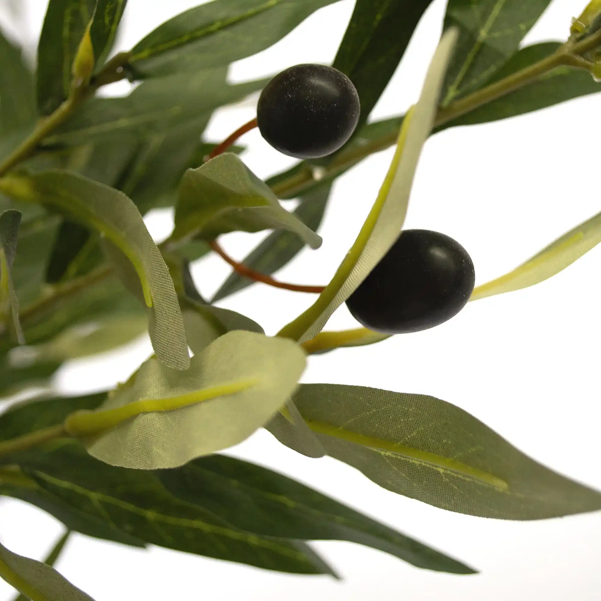 Arbore de Maslin 180 cm