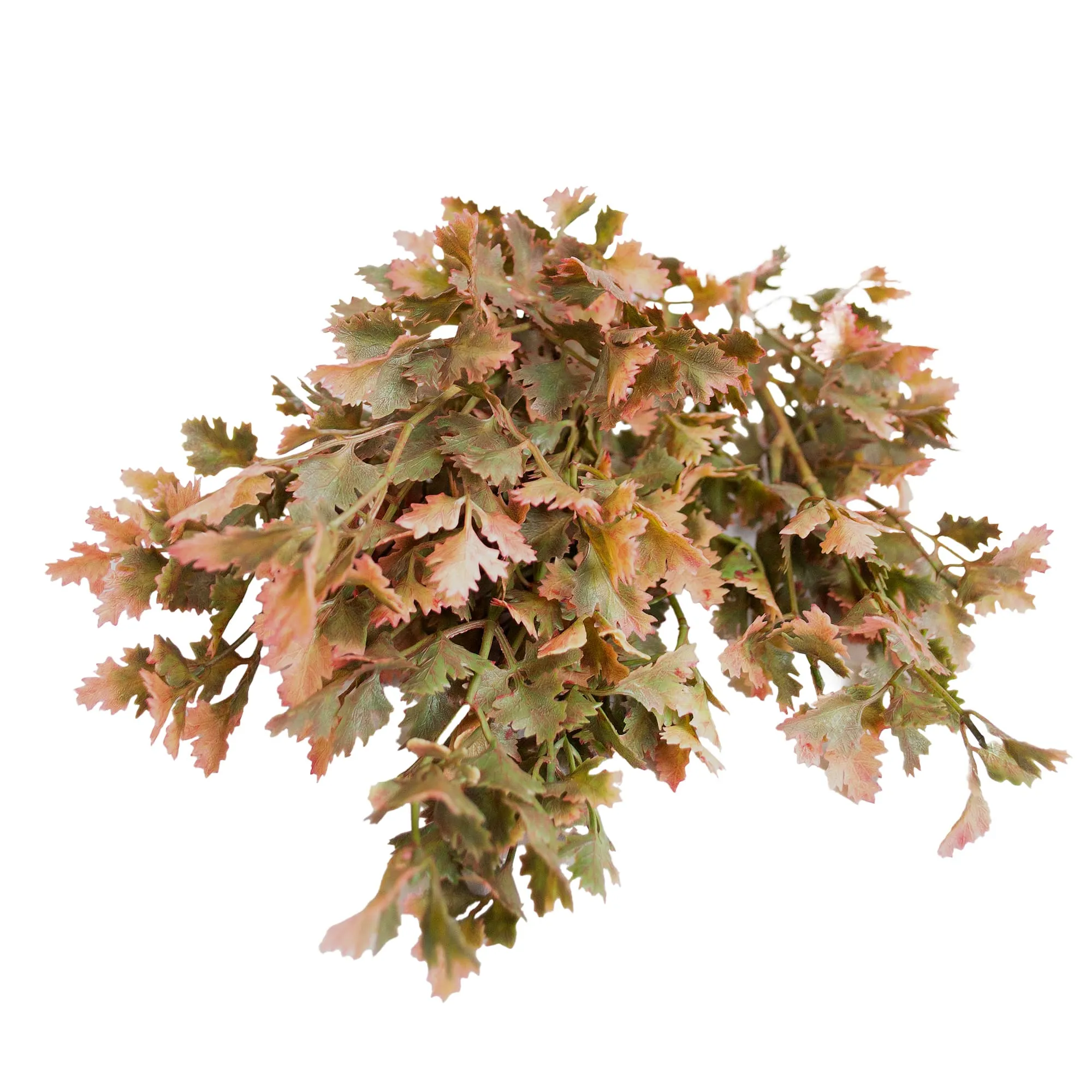 Arbust decorativ de Toamna
