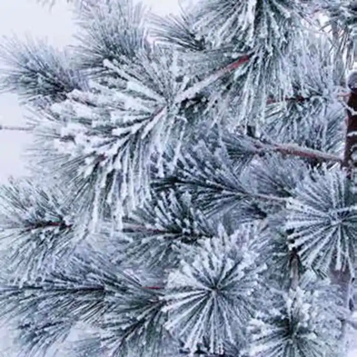 Новогодняя елка, DEIN, Bonsai, 1.98м, 299 веток, Светодиодные лампы, Заснеженная, ПП