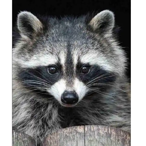 Набор для рисования по номерам Крыса (30*40)