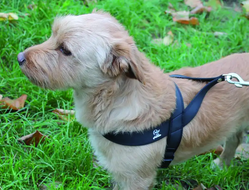 Шлейка нейлоновая CUSHY GO! MISURA 2 CM 35×40-50