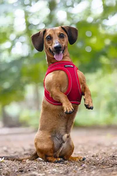 BEEZTEES шлейка Premium PARINCA STEPIN Red 30-35