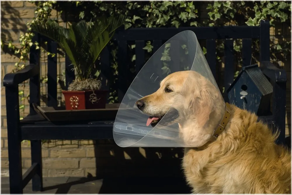 BEEZTEES veterinary collar D22-25 x 10cm