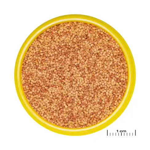JBL PRONOVO COLOR GRANO