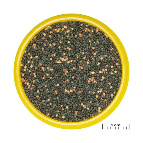 JBL PRONOVO GUPPY GRANO