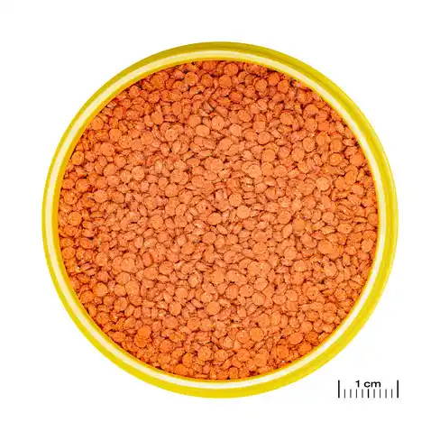 JBL PRONOVO BITS GRANO