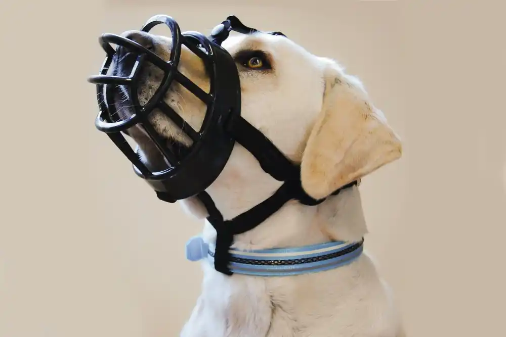 BEEZTEES TPR Намордник Black size 5