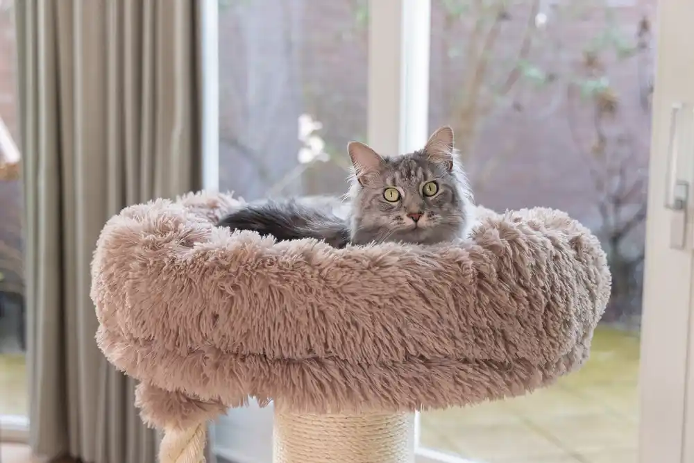 BEEZTEES scrubber pentru pisici RAMIRO Taupe 70x70x120cm