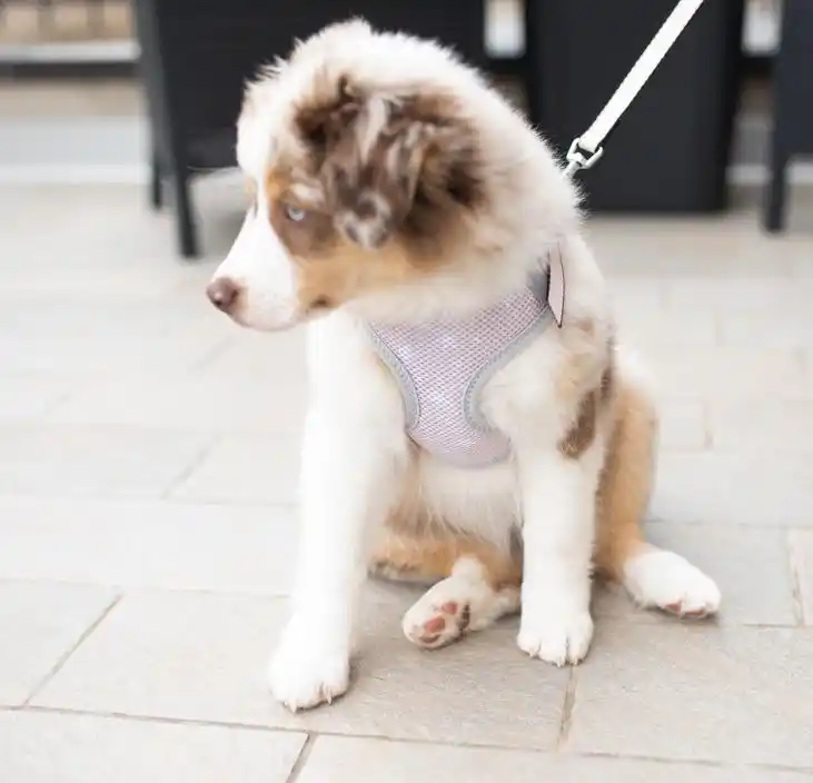 FERPLAST Ham NIKITA P XXS Puppy