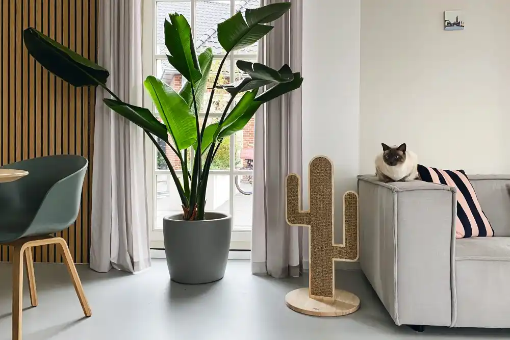 Beeztees кошачий скребок CACTUS OZE 40x40x80см