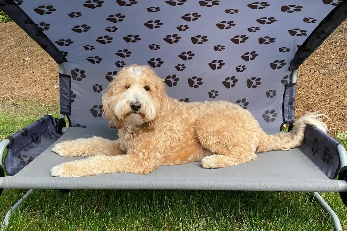 Disc-O-Bed Dog Bed L 126cm