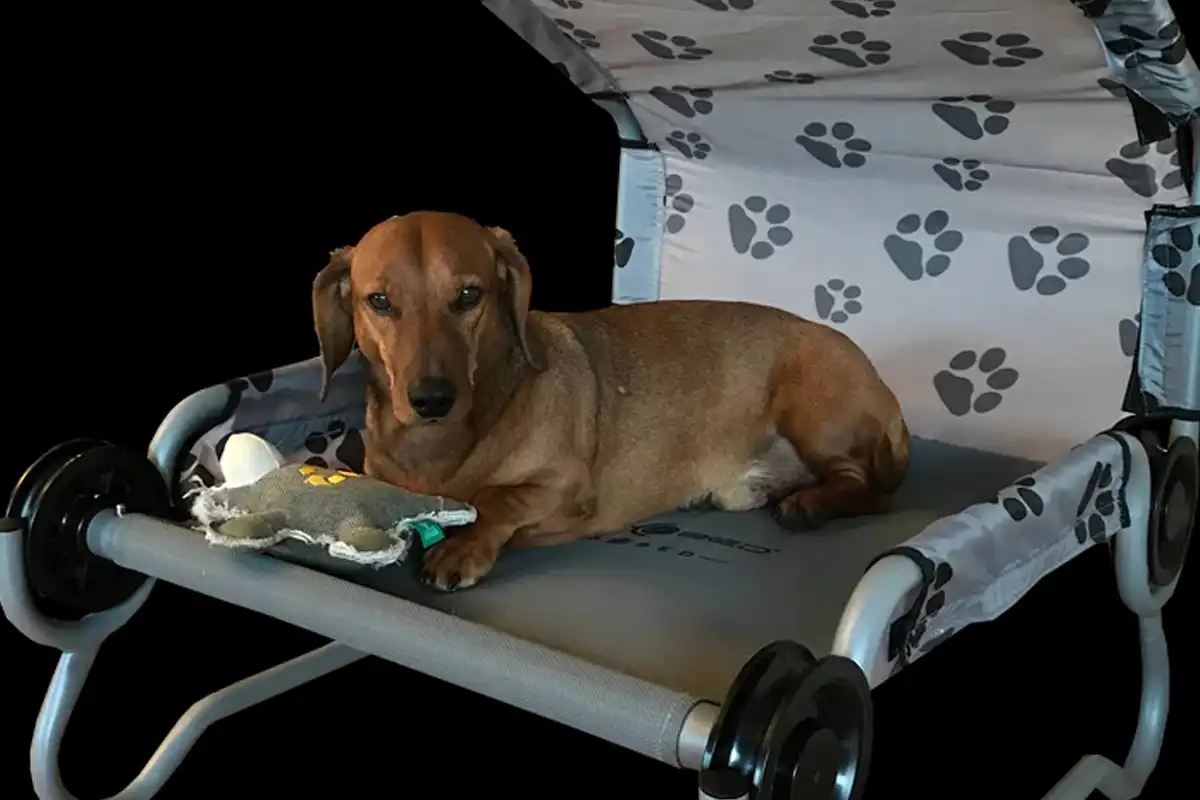 Disc-O-Bed Dog Bed S 66cm