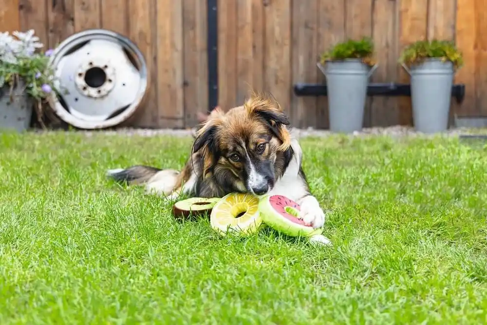 Jucărie de pluș Beeztees FRUITY DONUTS