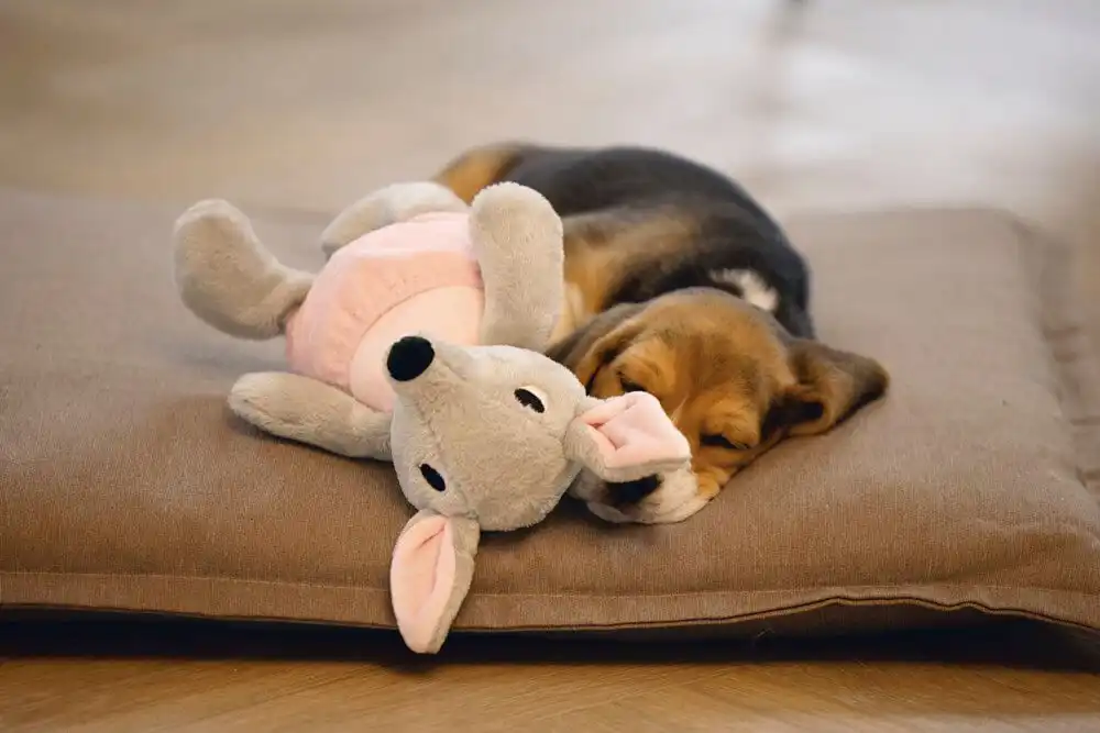 BEEZTEES Jucăroe din pluș KANGAROO RAVI Grey 31cm