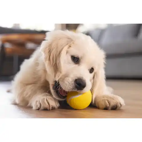 BEEZTEES игрушка мячик для щенков Tennis Ball Multy 3pcs
