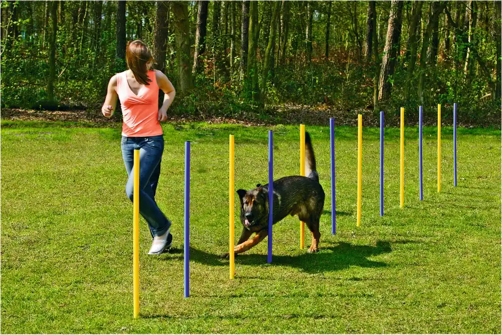 SET BEEZTEES bastoane slalom AGILITY SLALOM