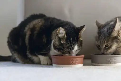 Купить  Керамические миски - DBL керамическая миска JOA Cat..