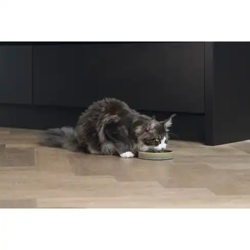 Bol din ceramica pentru pisici JACE