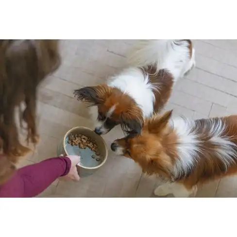 BZ миска керамическая Jace Green