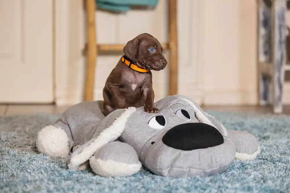 BEEZTEES плюшевая игрушка XL-CUDDLE BOOMBA Grey 70cm