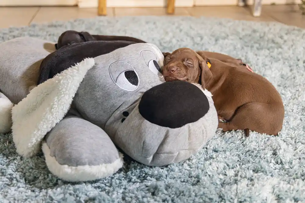 BEEZTEES плюшевая игрушка XL-CUDDLE BOOMBA Grey 70cm