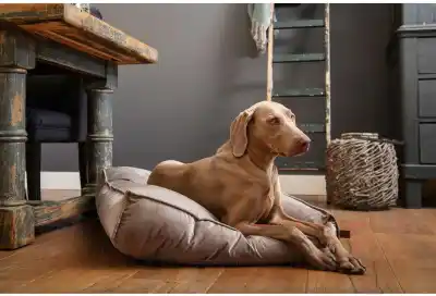 BEEZTEES диван матерчатый NALINO DOG Grey 70x55x15cm