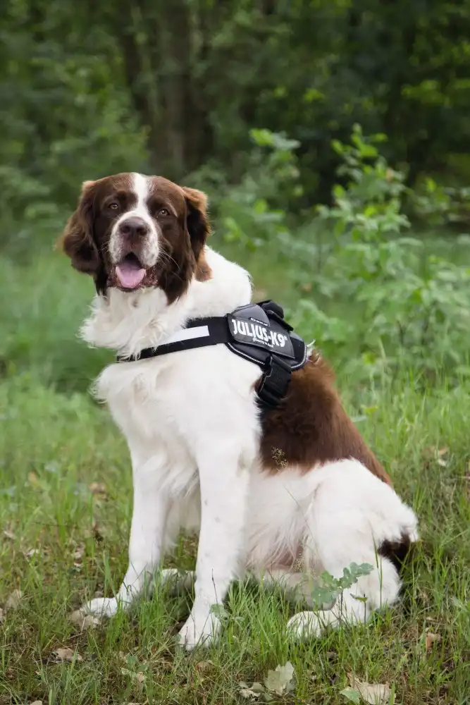 BEEZTEES Ham K9 IDC Powerharness Size 2 ANT 71-96