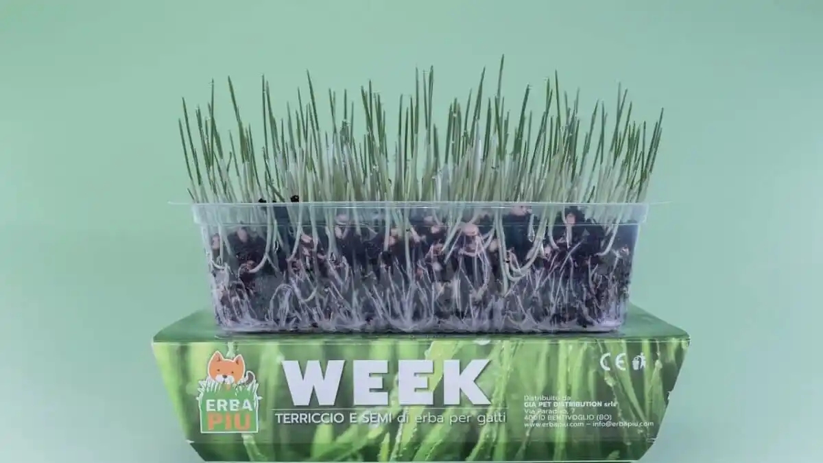 WEEK ERBA PIU – SEEDING KIT трава для кошек с емкостью