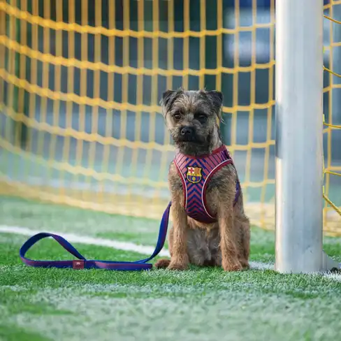 Max & Molly Поводок FC Barсelona