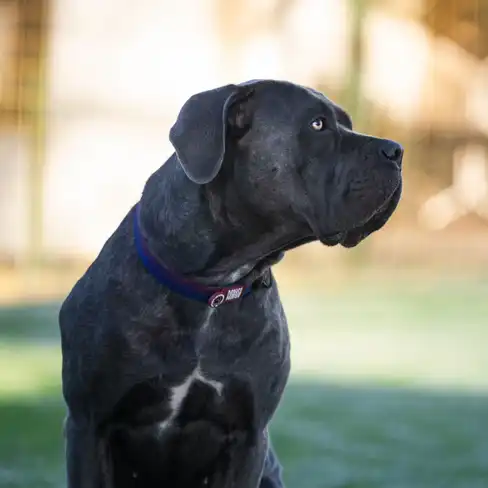 Max & Molly Ошейник FC Barсelona