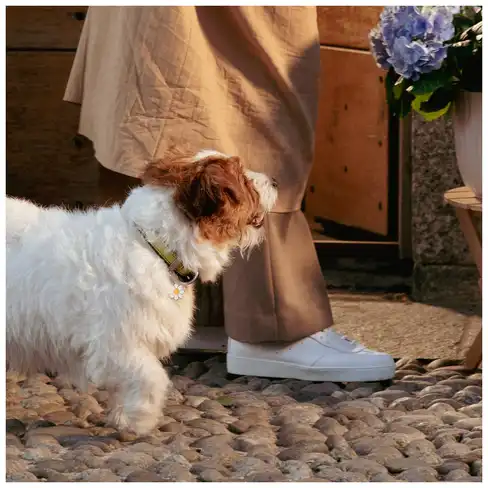 Медальон DAISY