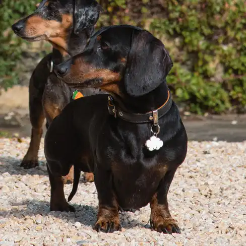 Медальон CLOUD CHARMS