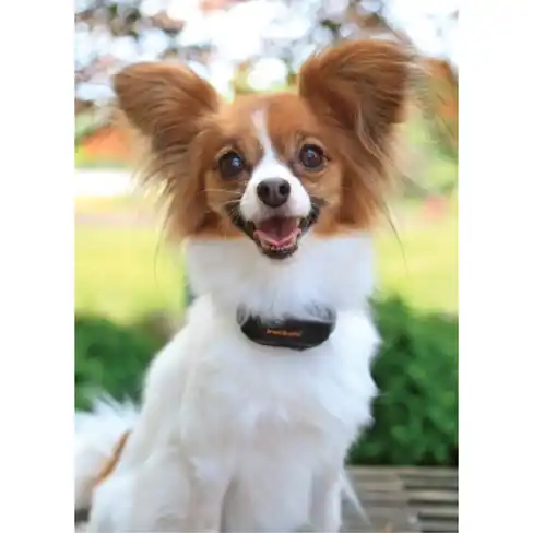 PetSafe Вибрационный ошейник для контроля лая UK CA